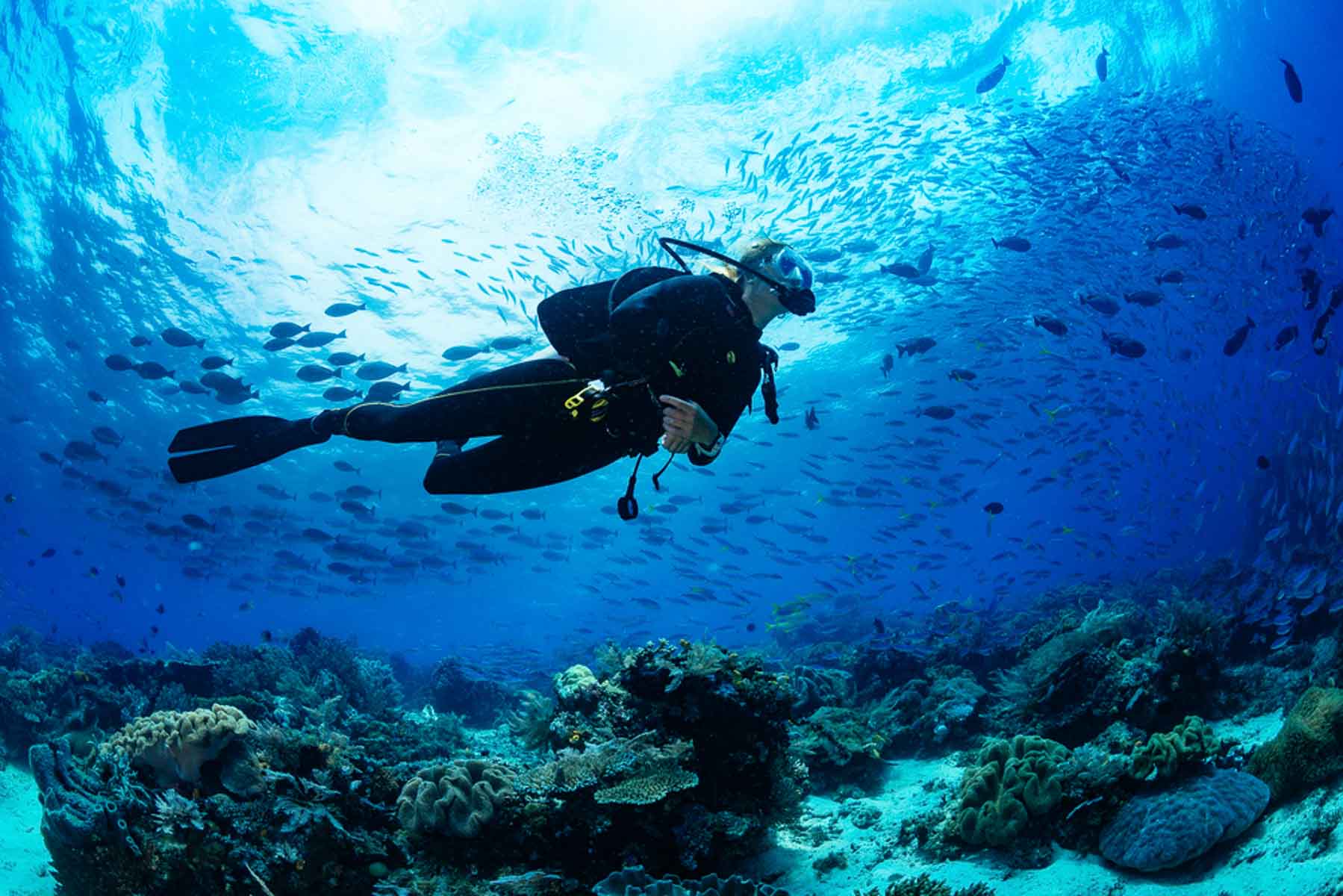 Diving into the Depths: Exploring Vallarta’s Spectacular Underwater World Image