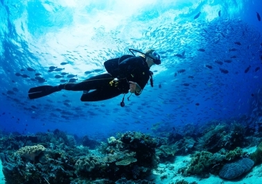 Diving into the Depths: Exploring Vallarta’s Spectacular Underwater World body thumb image