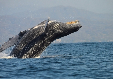 Captivating Marine Life: Wildlife Encounters on Vallarta’s Coast body thumb image