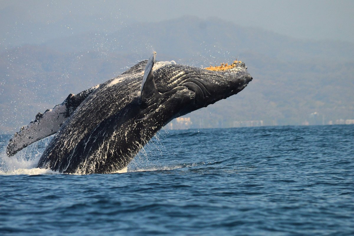 Captivating Marine Life: Wildlife Encounters on Vallarta’s Coast Image